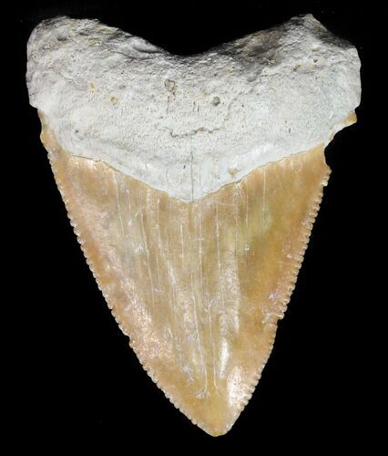 Serrated Megalodon Tooth - Bone Valley, Florida #48697